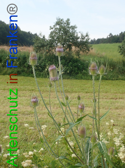 © Artenschutz in Franken® Bild zum Eintrag (1054074-160)