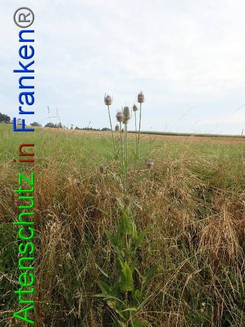 © Artenschutz in Franken® Bild zum Eintrag (1054075-160)
