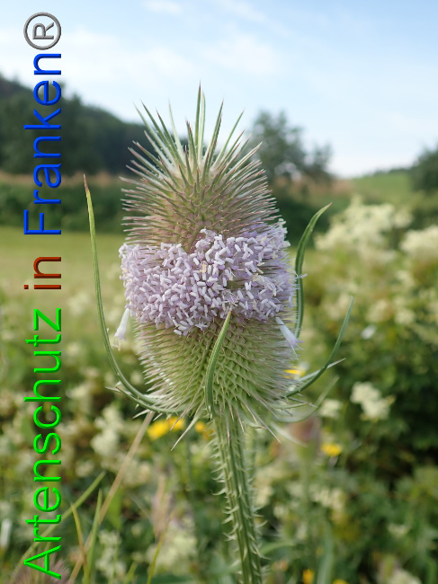 © Artenschutz in Franken® Bild zum Eintrag (1054080-160)