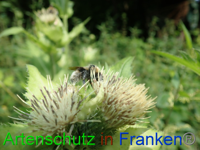 © Artenschutz in Franken® Bild zum Eintrag (1054085-160)