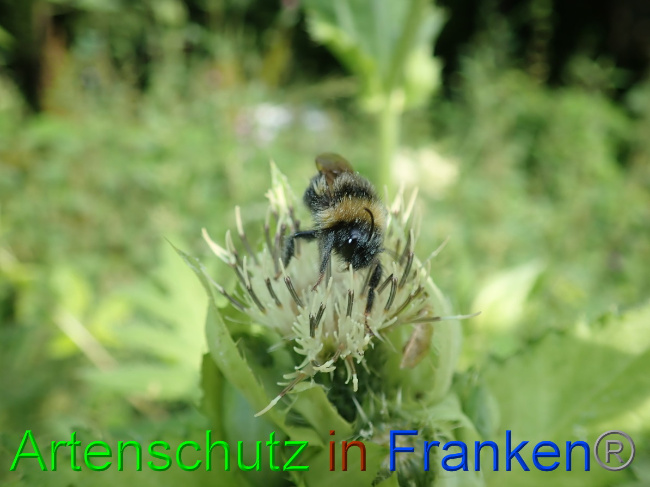 © Artenschutz in Franken® Bild zum Eintrag (1054086-160)