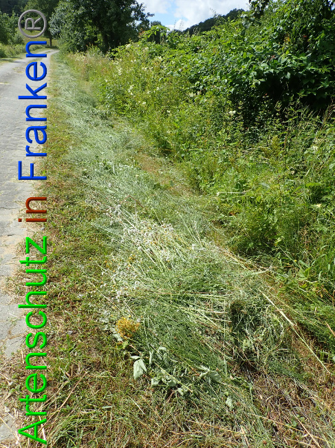 © Artenschutz in Franken® Bild zum Eintrag (1054094-160)