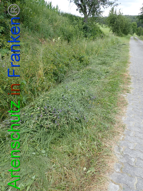 © Artenschutz in Franken® Bild zum Eintrag (1054095-160)