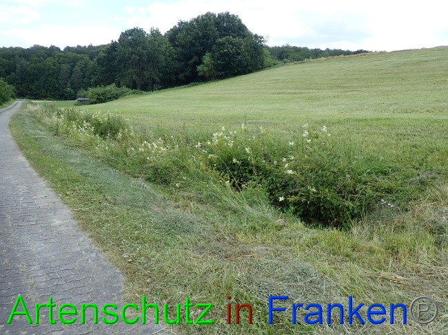 © Artenschutz in Franken® Bild zum Eintrag (1054097-160)