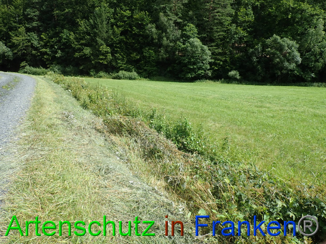 © Artenschutz in Franken® Bild zum Eintrag (1054098-160)