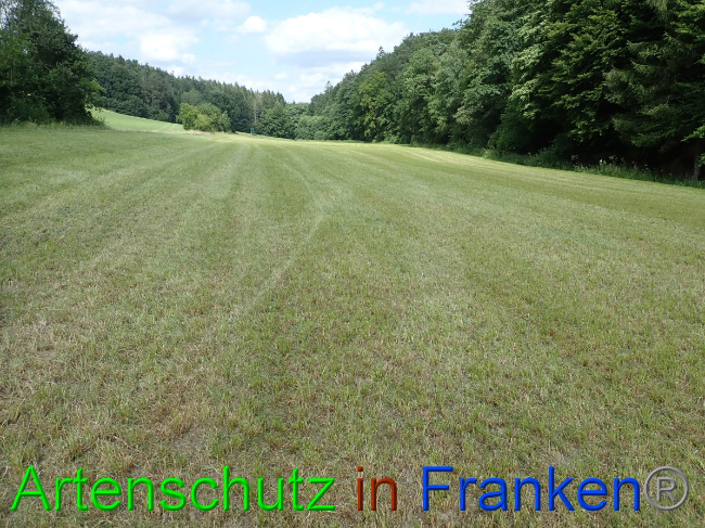 © Artenschutz in Franken® Bild zum Eintrag (1054099-160)