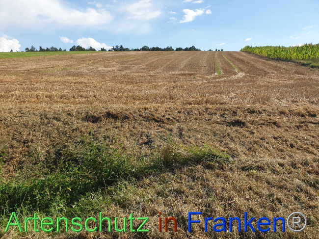 © Artenschutz in Franken® Bild zum Eintrag (1054449-160)
