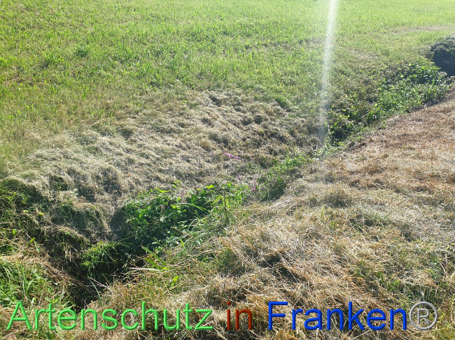 © Artenschutz in Franken® Bild zum Eintrag (1054451-160)
