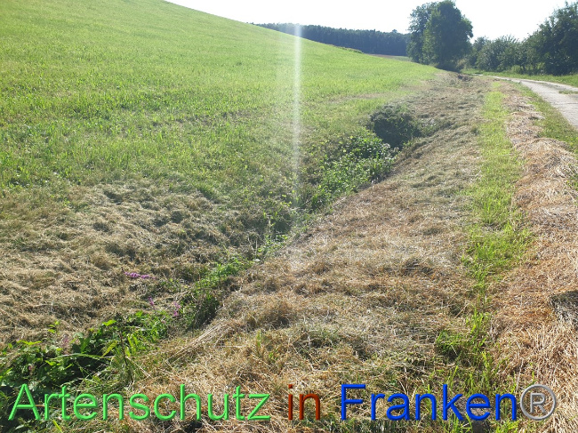 © Artenschutz in Franken® Bild zum Eintrag (1054454-160)