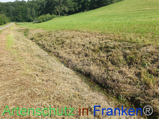 © Artenschutz in Franken® Bild zum Eintrag (1054455-160)