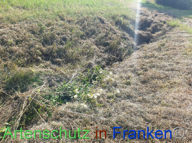 © Artenschutz in Franken® Bild zum Eintrag (1054456-160)