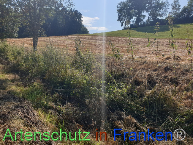 © Artenschutz in Franken® Bild zum Eintrag (1054458-160)