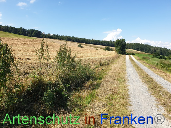 © Artenschutz in Franken® Bild zum Eintrag (1054459-160)