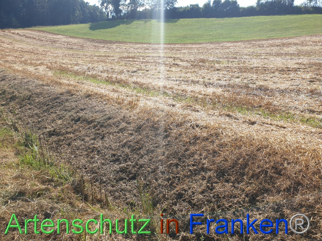 © Artenschutz in Franken® Bild zum Eintrag (1054460-160)