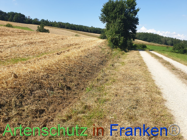 © Artenschutz in Franken® Bild zum Eintrag (1054462-160)
