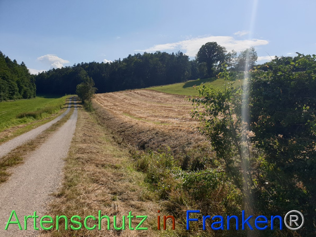 © Artenschutz in Franken® Bild zum Eintrag (1054463-160)
