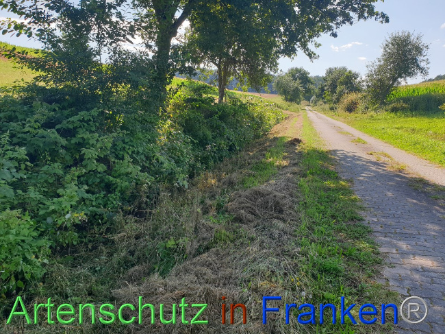 © Artenschutz in Franken® Bild zum Eintrag (1054464-160)