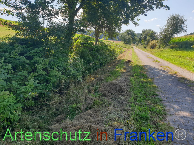 Bild zum Eintrag (1054464-160)