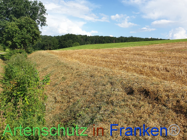 © Artenschutz in Franken® Bild zum Eintrag (1054466-160)