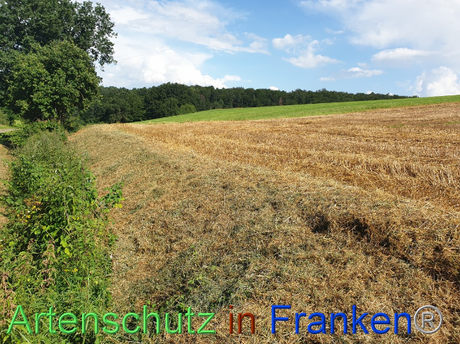 Bild zum Eintrag (1054466-160)