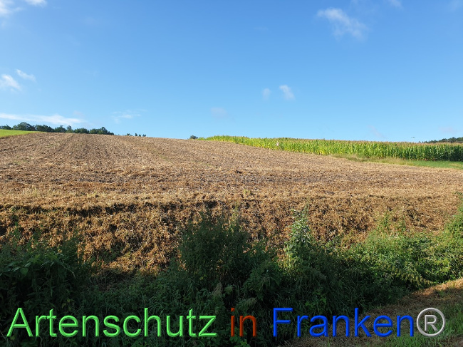 © Artenschutz in Franken® Bild zum Eintrag (1054467-160)