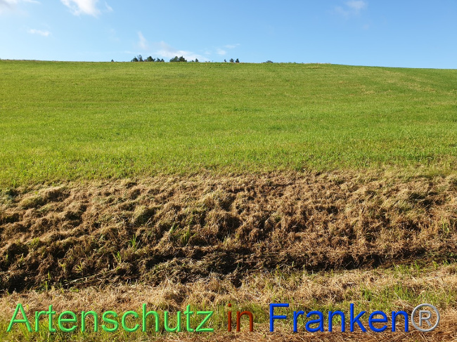 © Artenschutz in Franken® Bild zum Eintrag (1054468-160)