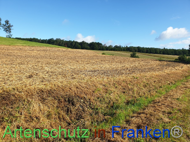 © Artenschutz in Franken® Bild zum Eintrag (1054470-160)