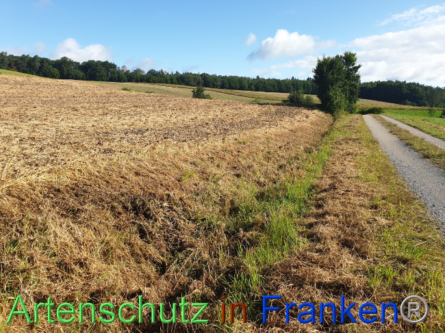 © Artenschutz in Franken® Bild zum Eintrag (1054471-160)