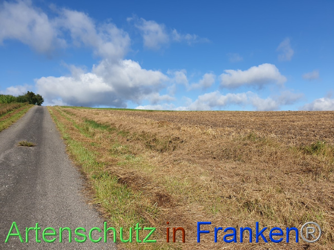 © Artenschutz in Franken® Bild zum Eintrag (1054472-160)