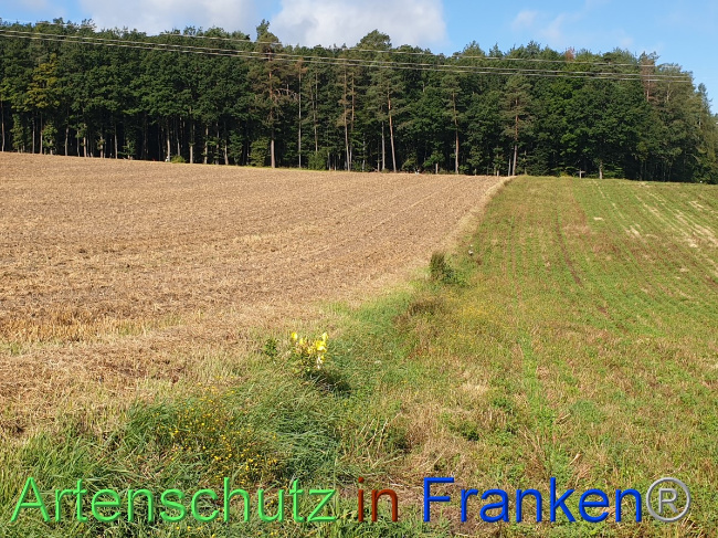 © Artenschutz in Franken® Bild zum Eintrag (1054474-160)