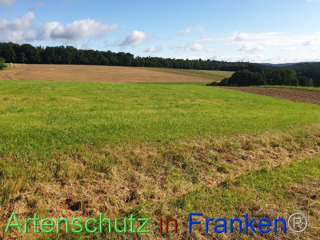 © Artenschutz in Franken® Bild zum Eintrag (1054475-160)