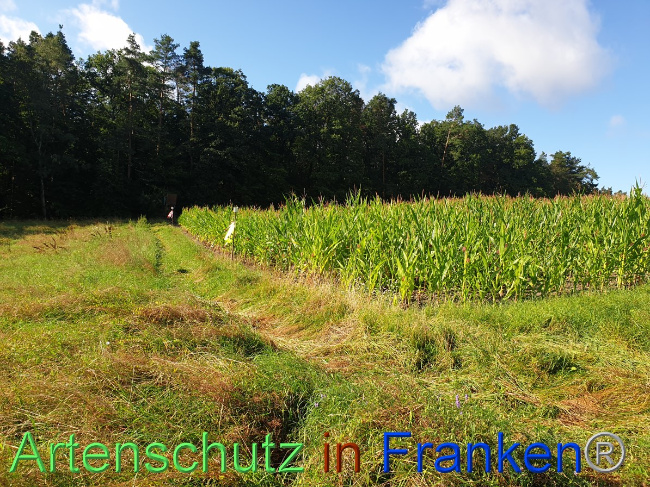 © Artenschutz in Franken® Bild zum Eintrag (1054476-160)