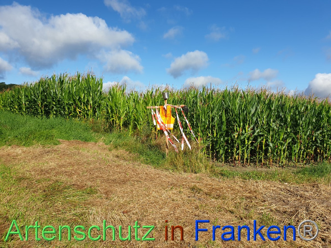 © Artenschutz in Franken® Bild zum Eintrag (1054479-160)
