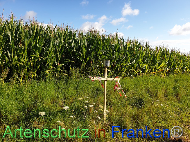 © Artenschutz in Franken® Bild zum Eintrag (1054480-160)