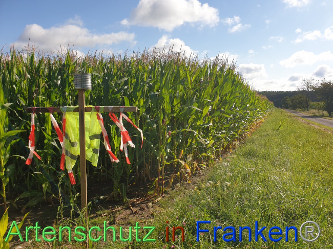 © Artenschutz in Franken® Bild zum Eintrag (1054482-160)