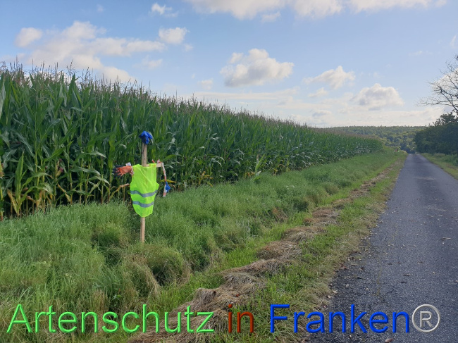 © Artenschutz in Franken® Bild zum Eintrag (1054483-160)