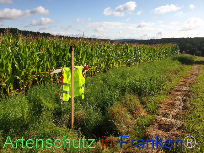 © Artenschutz in Franken® Bild zum Eintrag (1054484-160)