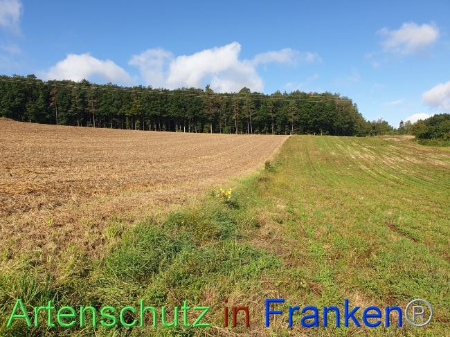 © Artenschutz in Franken® Bild zum Eintrag (1054485-160)