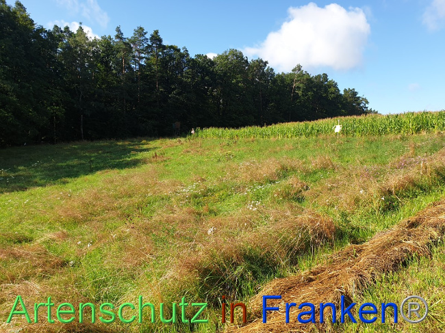 © Artenschutz in Franken® Bild zum Eintrag (1054487-160)
