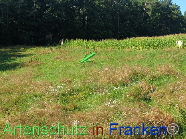 © Artenschutz in Franken® Bild zum Eintrag (1054488-160)