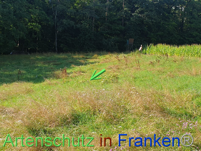 © Artenschutz in Franken® Bild zum Eintrag (1054489-160)