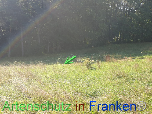 © Artenschutz in Franken® Bild zum Eintrag (1054490-160)