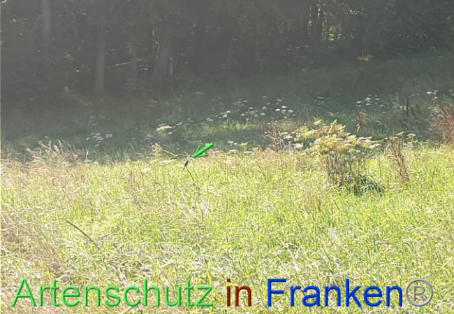 © Artenschutz in Franken® Bild zum Eintrag (1054491-160)