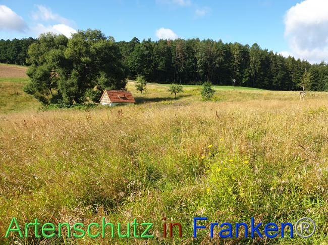 © Artenschutz in Franken® Bild zum Eintrag (1054493-160)