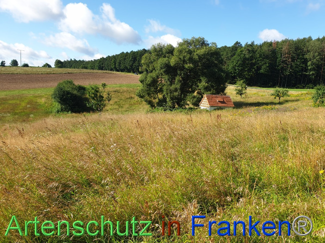 © Artenschutz in Franken® Bild zum Eintrag (1054494-160)