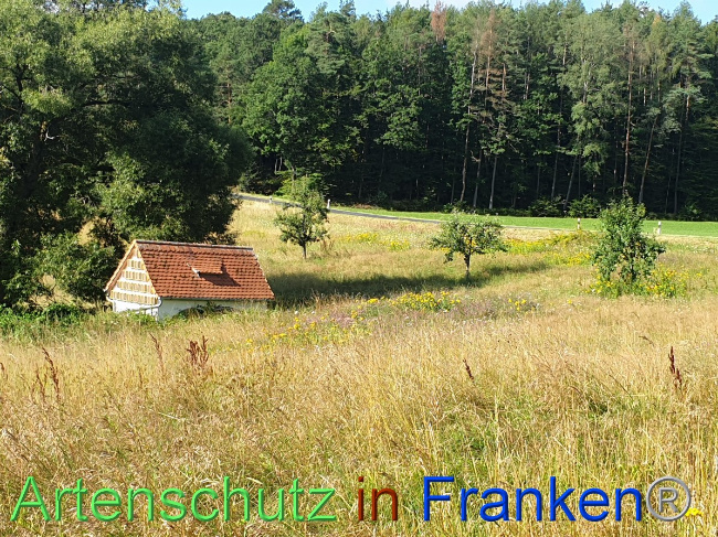 © Artenschutz in Franken® Bild zum Eintrag (1054495-160)