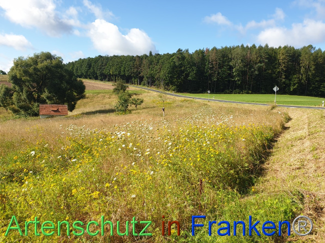 © Artenschutz in Franken® Bild zum Eintrag (1054498-160)