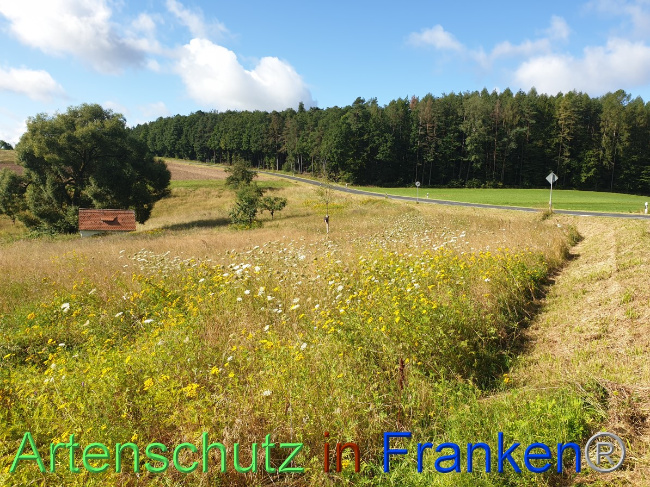 Bild zum Eintrag (1054498-160)