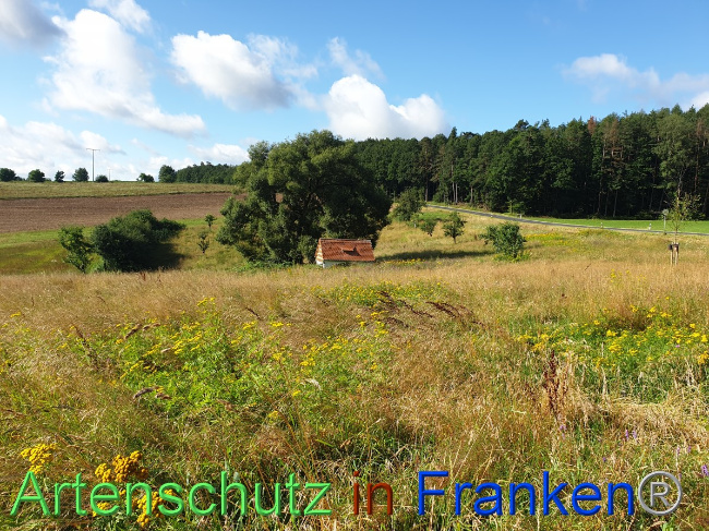 © Artenschutz in Franken® Bild zum Eintrag (1054499-160)