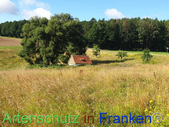 © Artenschutz in Franken® Bild zum Eintrag (1054502-160)